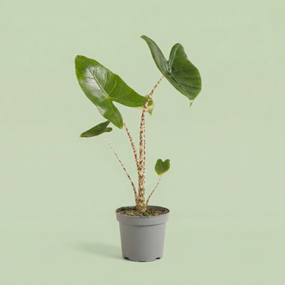 MM-MEC-1087 - plants