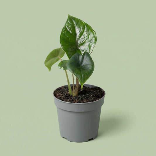 MM-MEC-1146 - plants