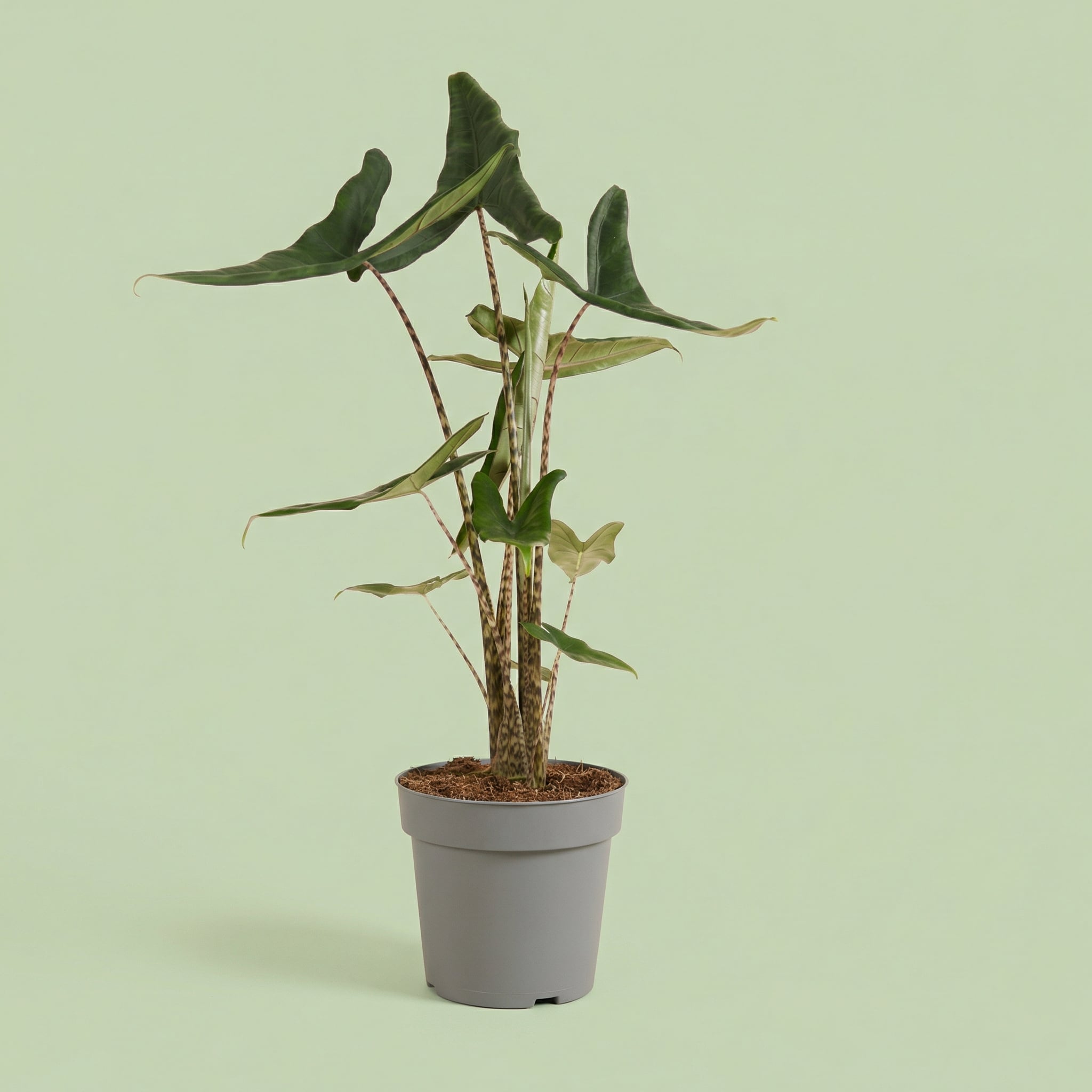 MM-MEC-1198 - plants