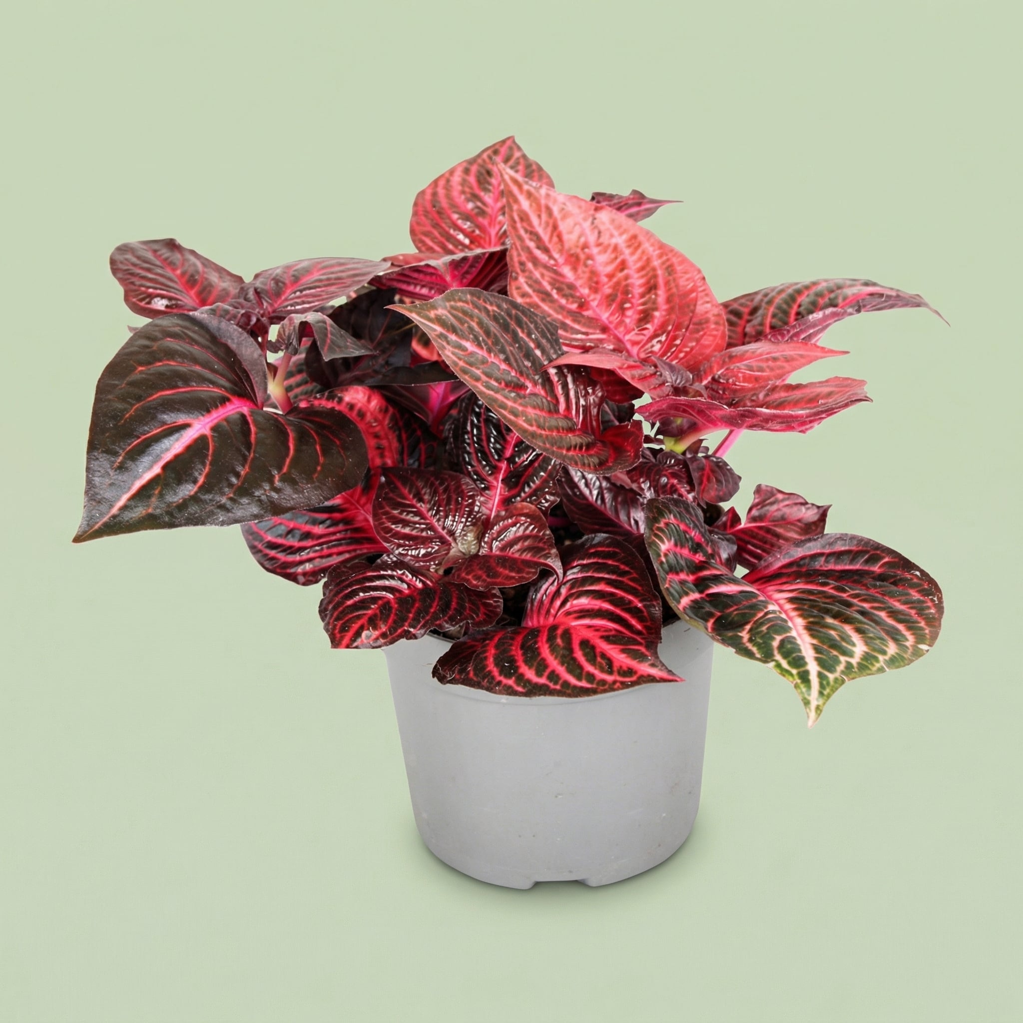 MM-MEC-1253 - plants