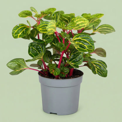 MM-MEC-1254 - plants
