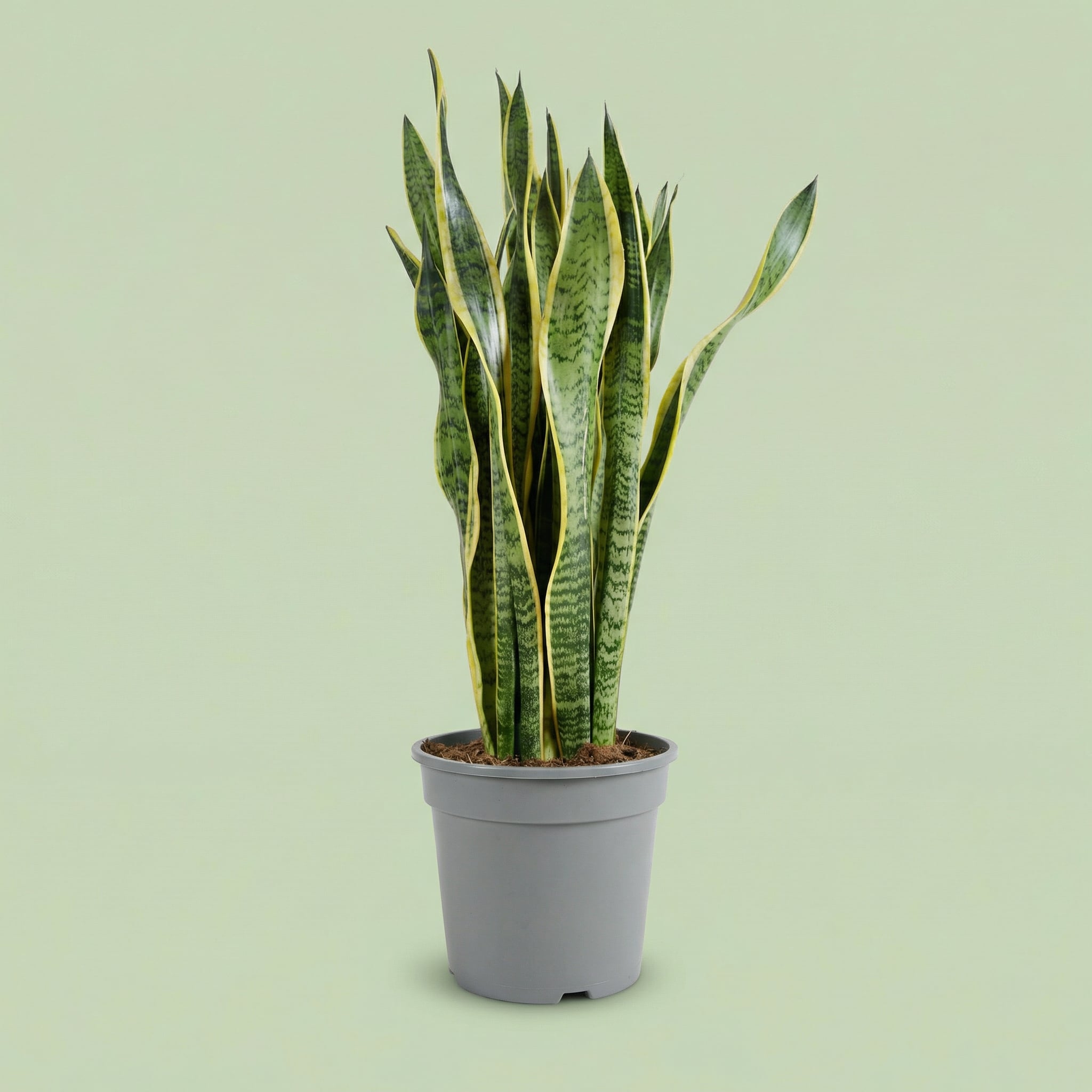 MM-MEC-1260 - plants