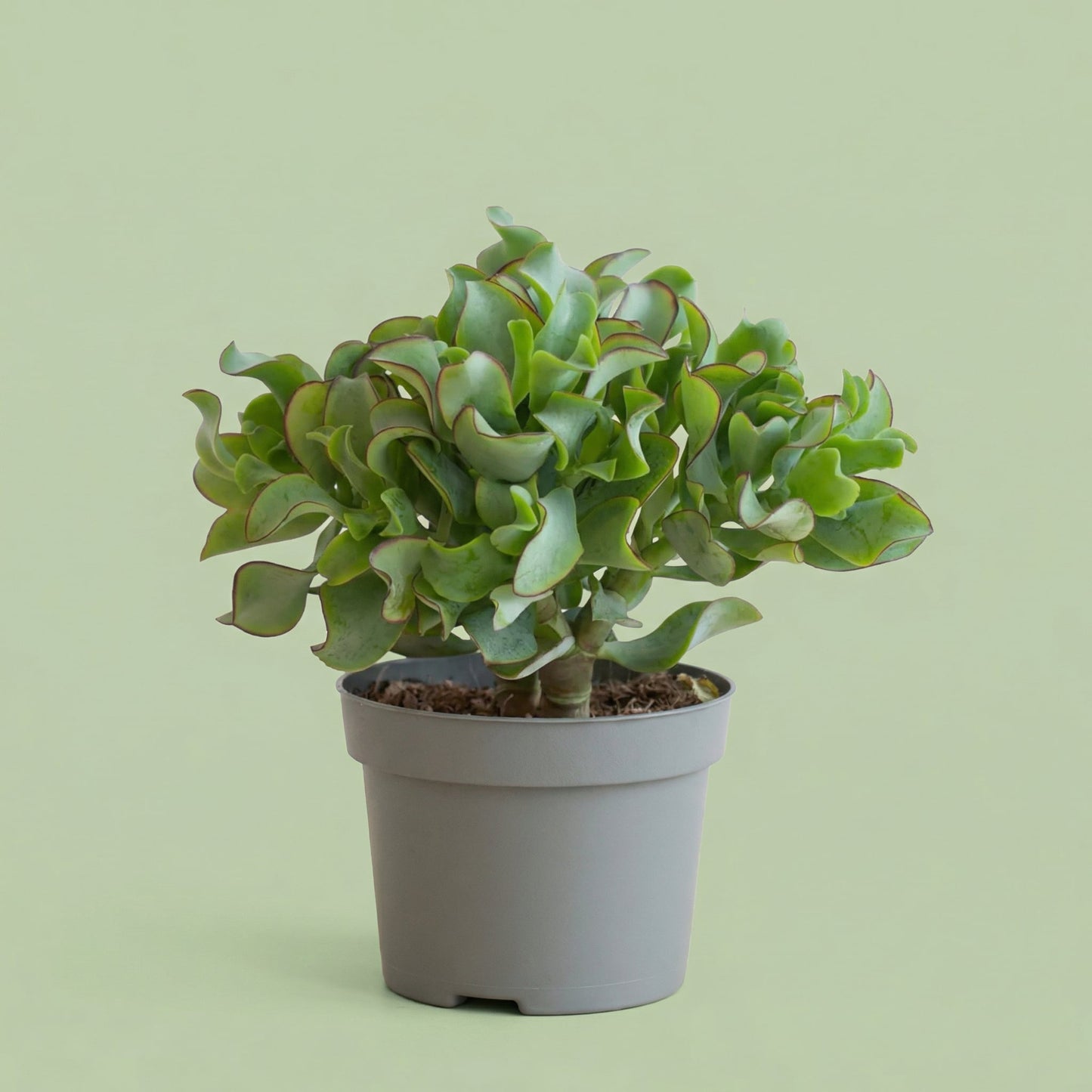 MM-MEC-1275 - plants