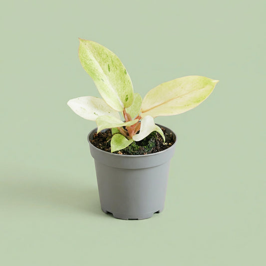 MM-MEC-1280 - plants