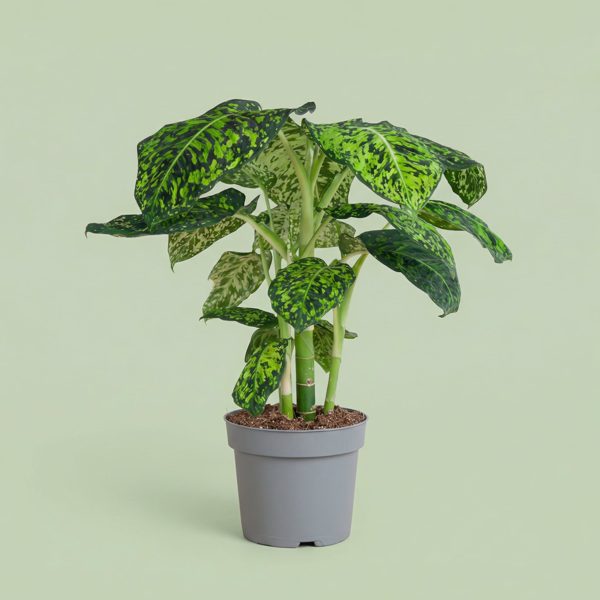MM-MEC-1286 - plants