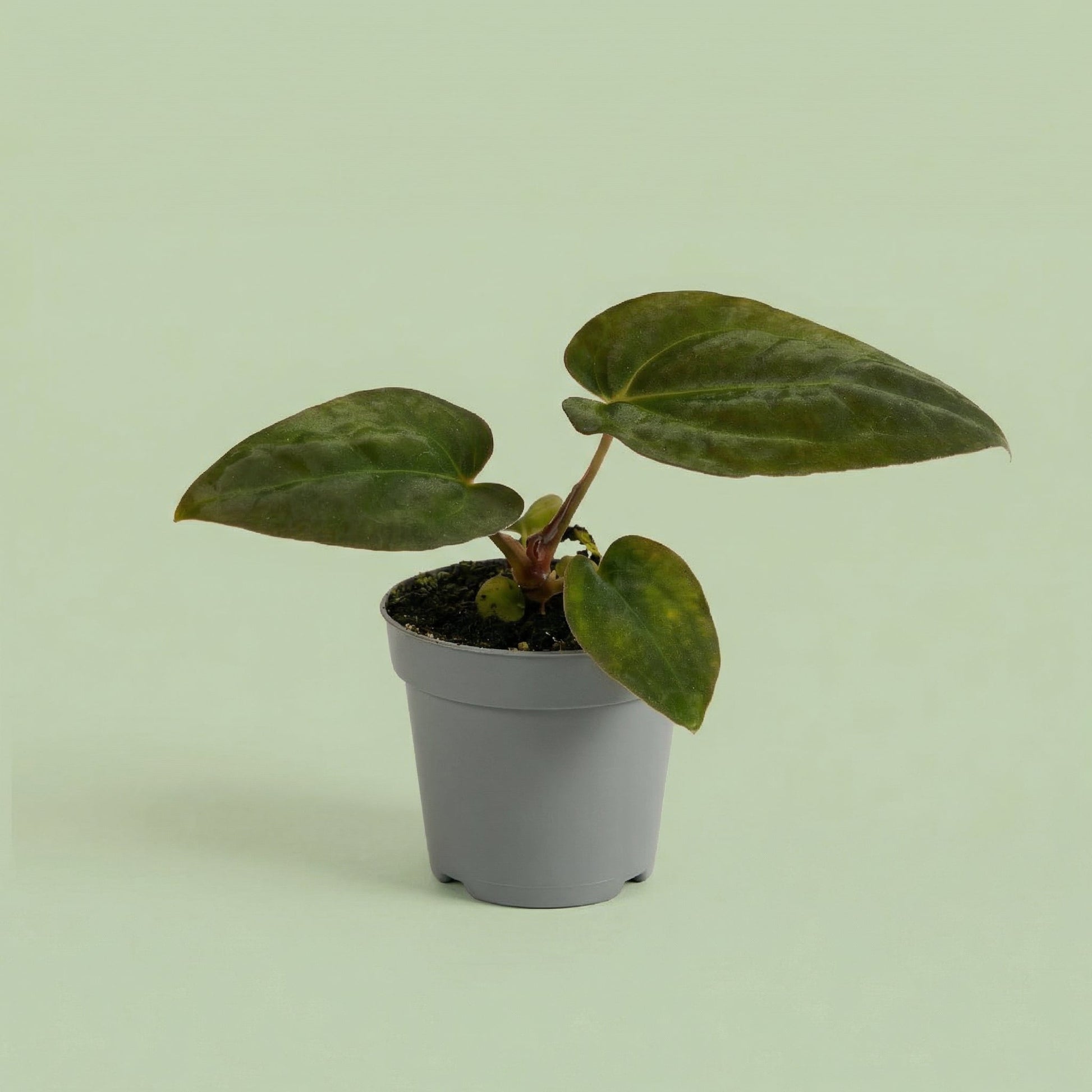 MM-MEC-1295 - plants