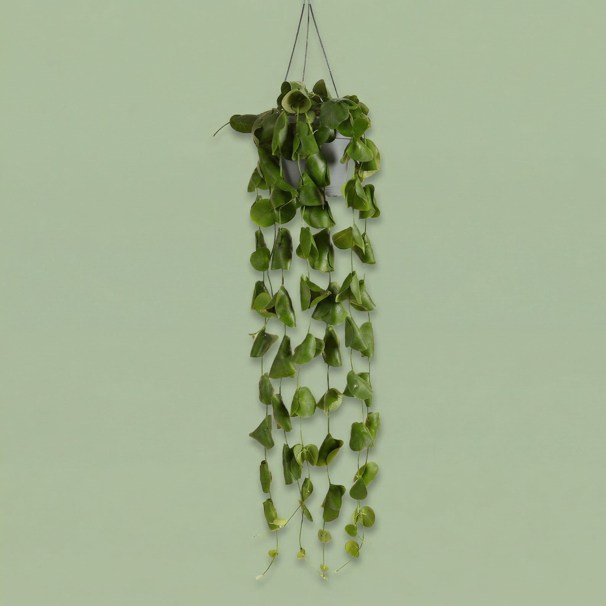 MM-MEC-1303 - plants
