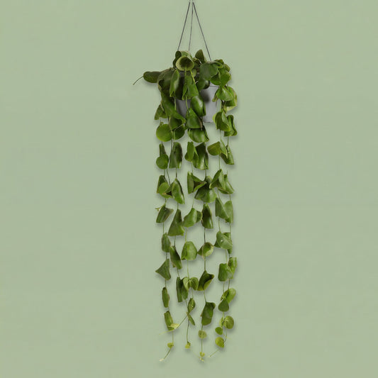 MM-MEC-1303 - plants