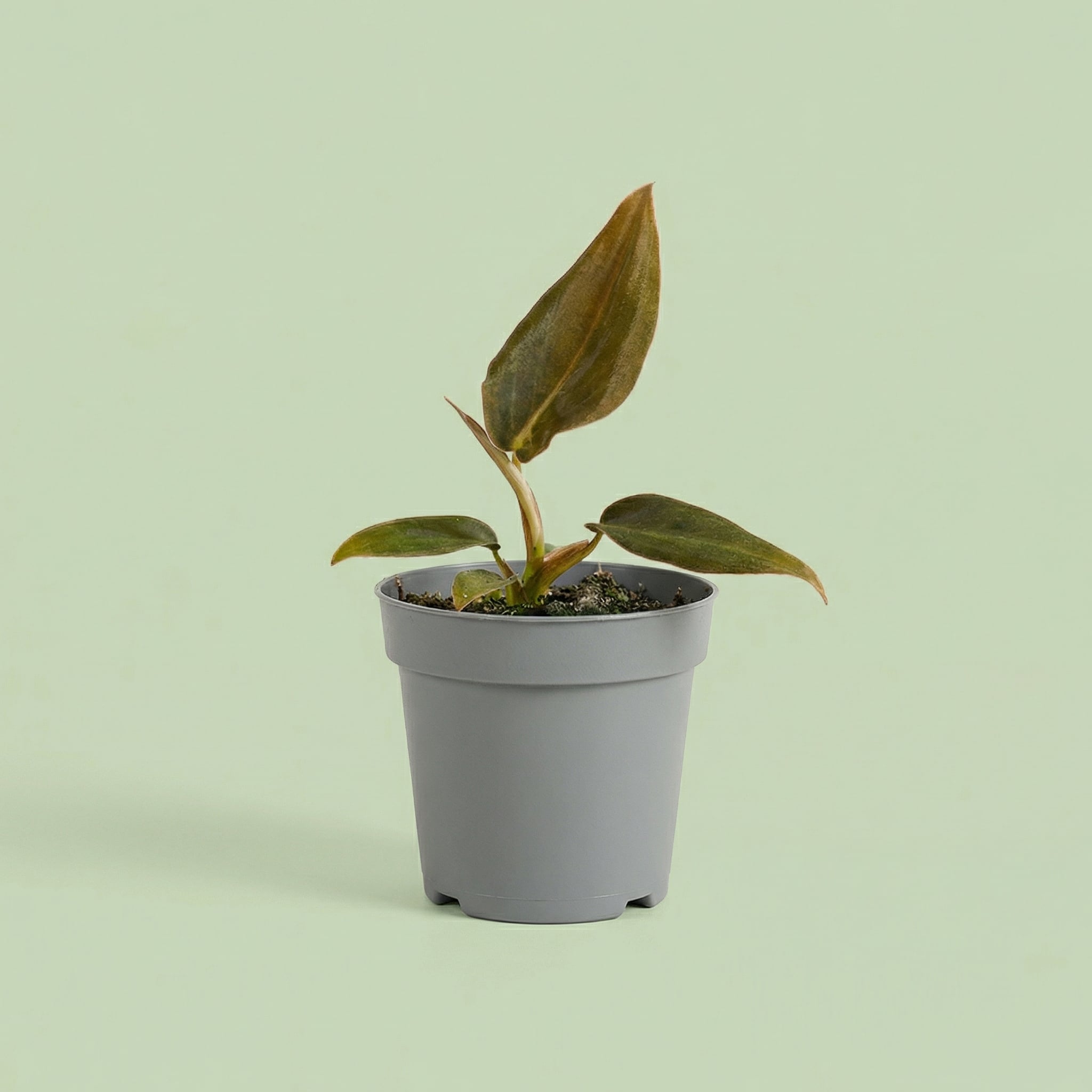 MM-MEC-1309 - plants
