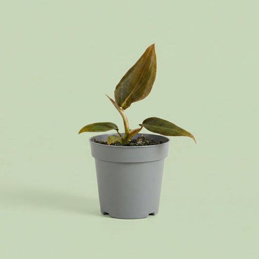 MM-MEC-1309 - plants