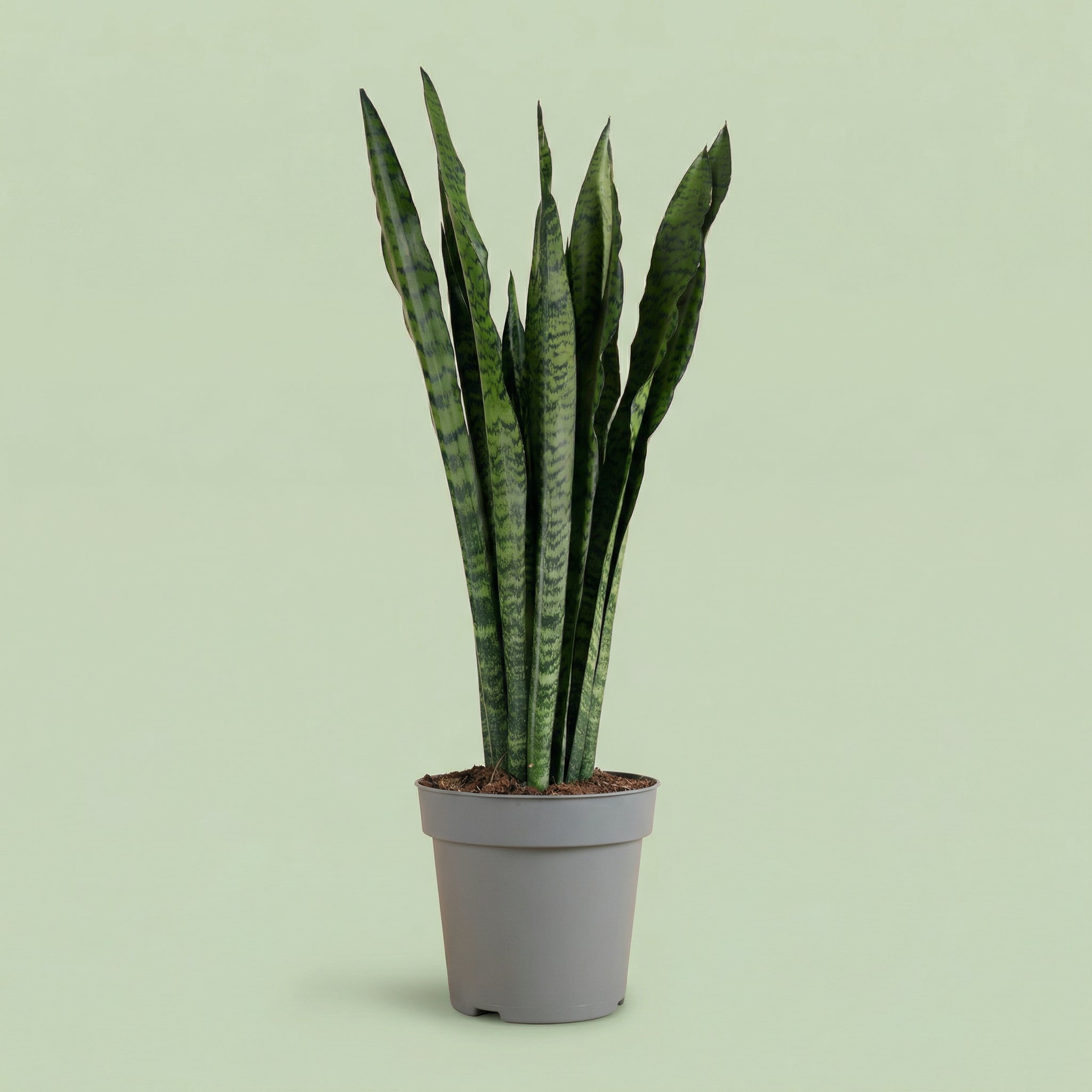 MM-MEC-1381 - plants