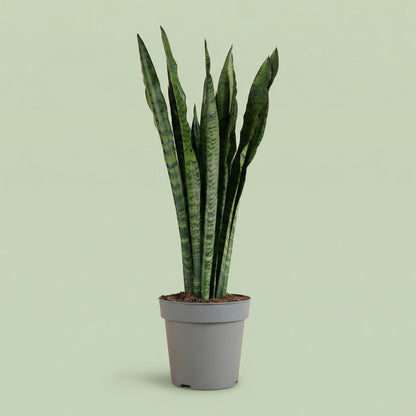 MM-MEC-1381 - plants