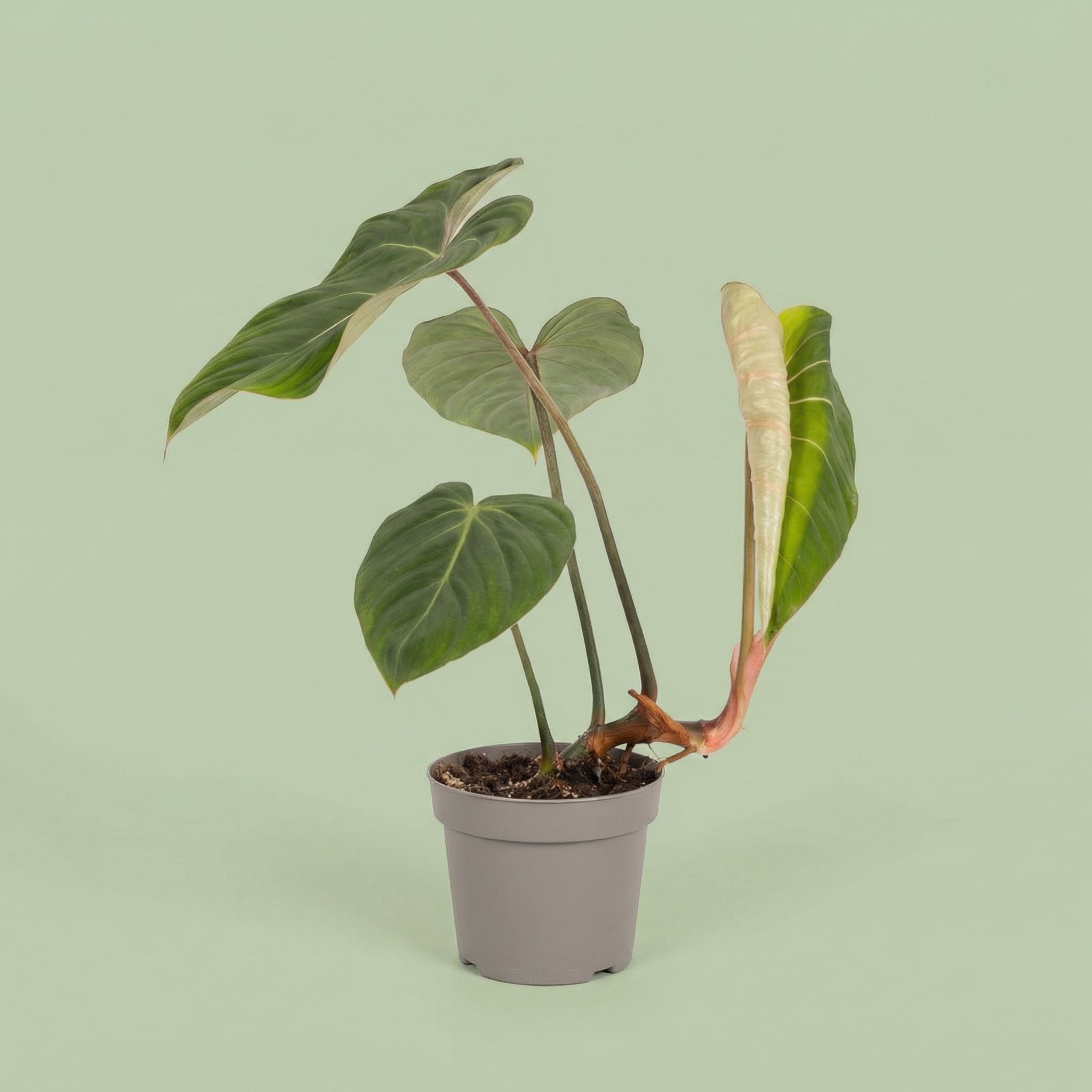 MM-MOS09 2 - plants