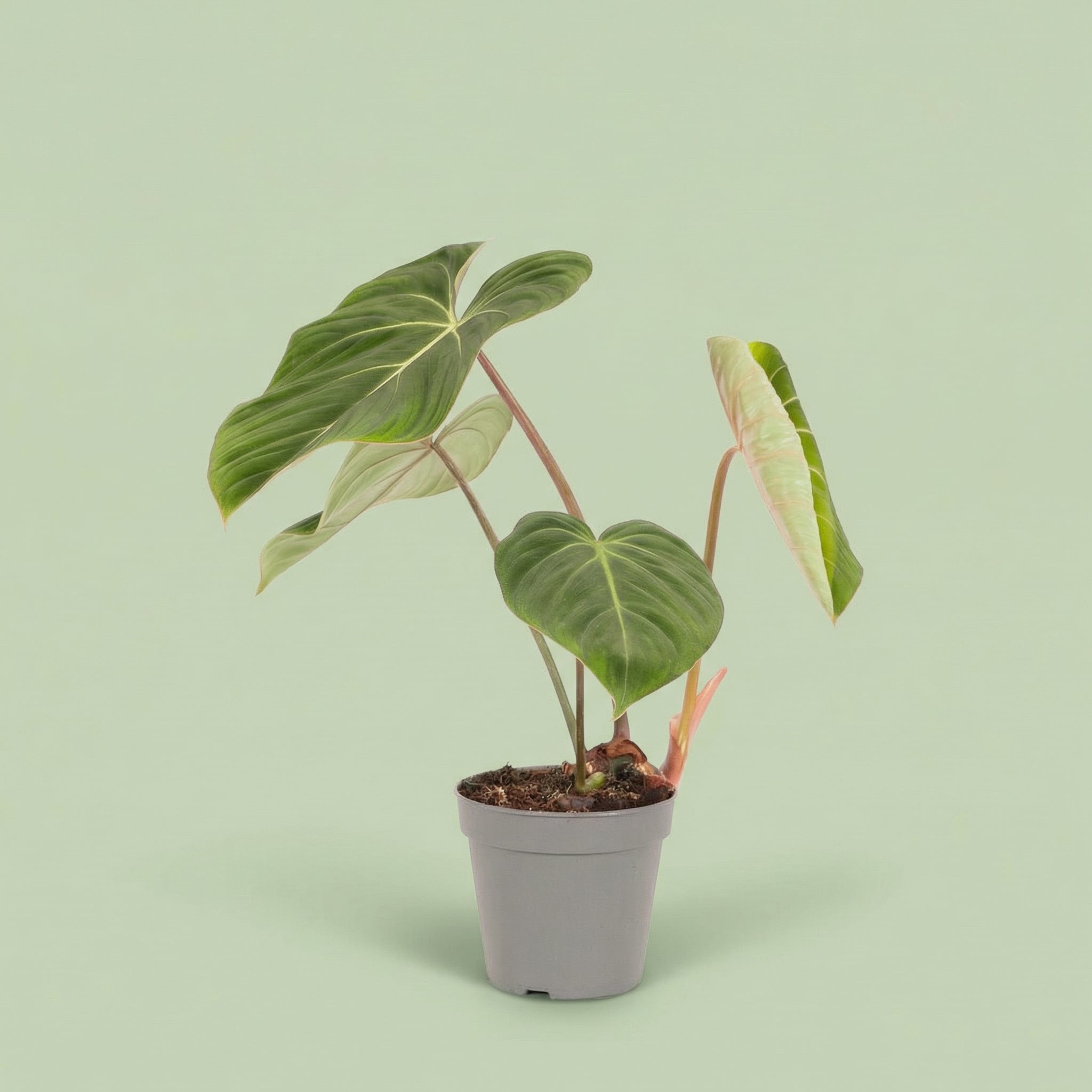 MM-MOS09 4 - plants