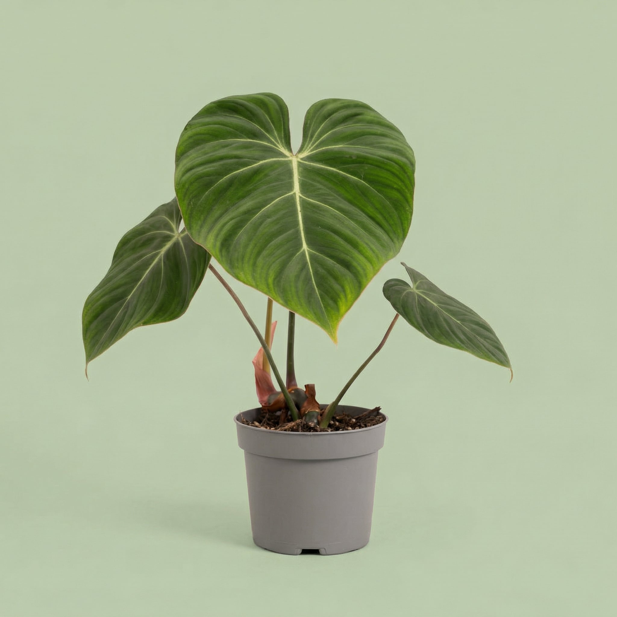 MM-MOS09 5 - plants