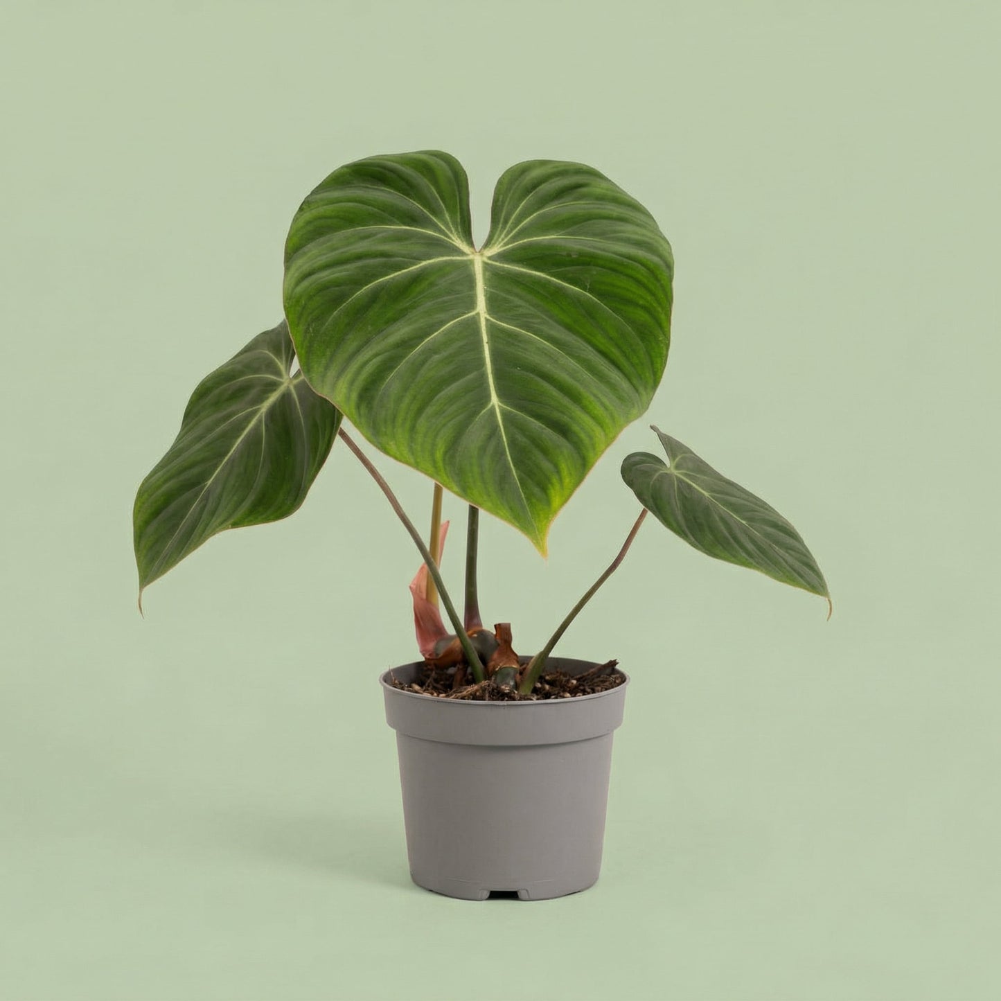 MM-MOS09 5 - plants