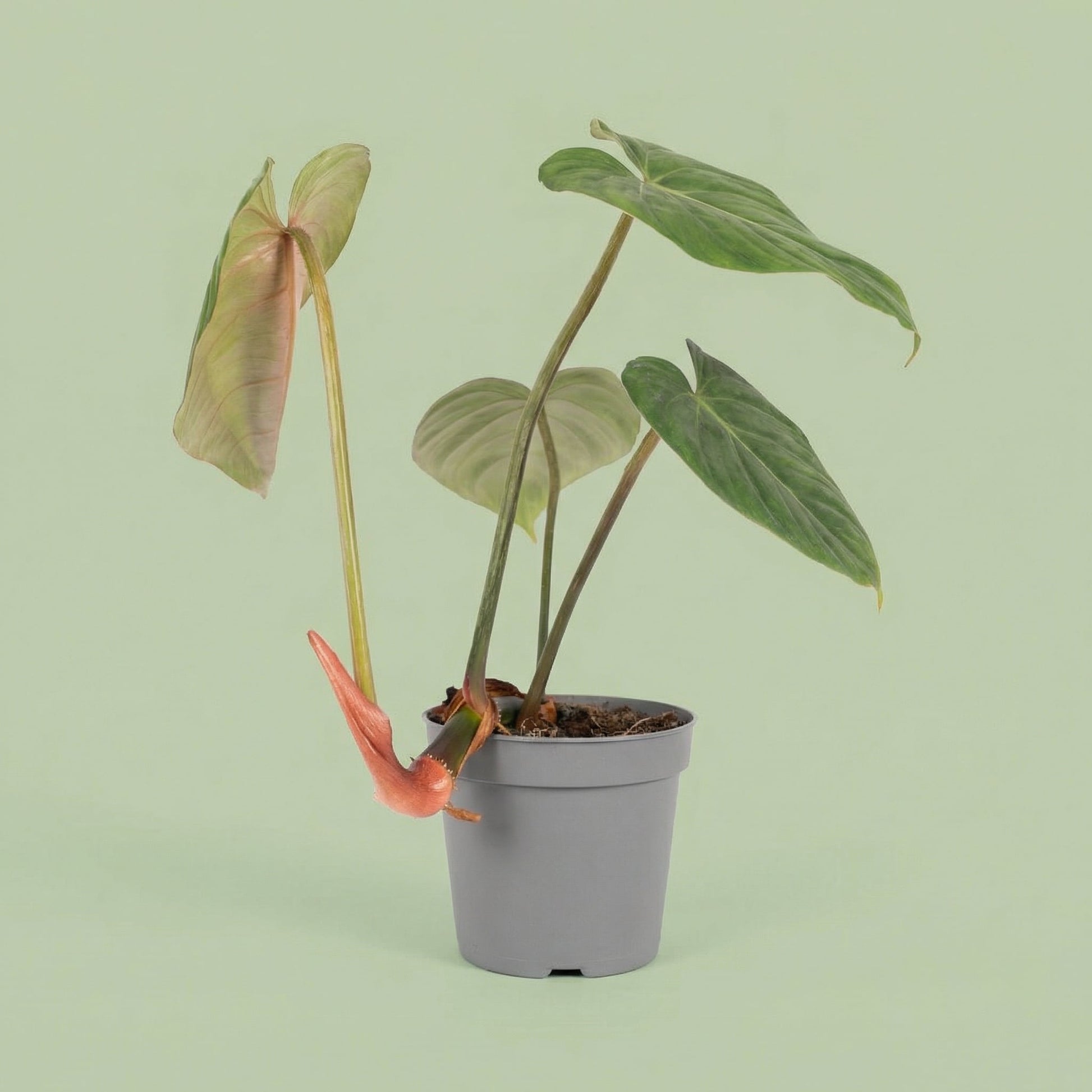 MM-MOS09 8 - plants