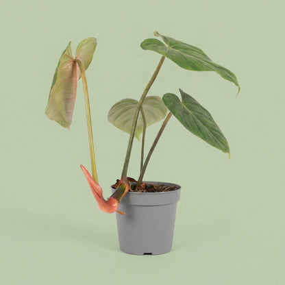 MM-MOS09 8 - plants