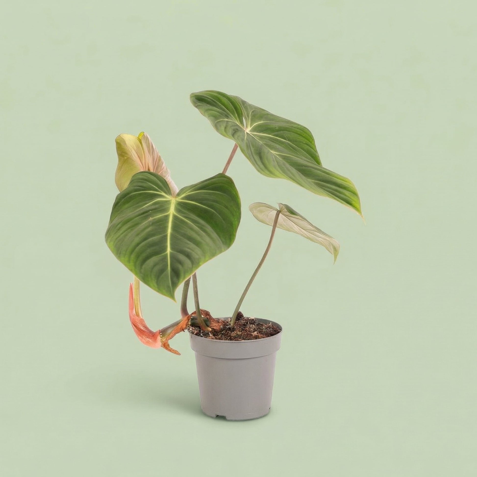 MM-MOS09 9 - plants