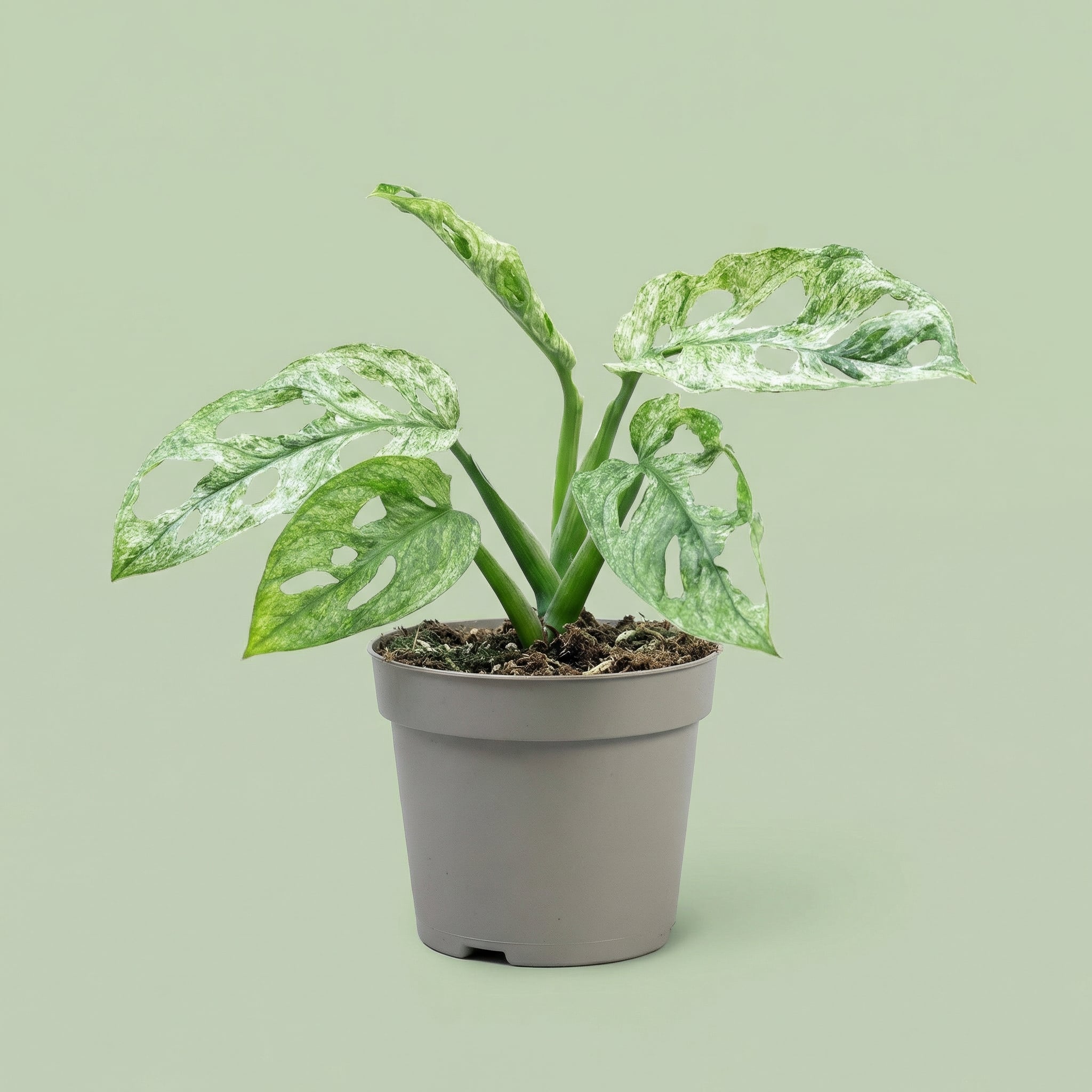 MM-MOS13 - plants