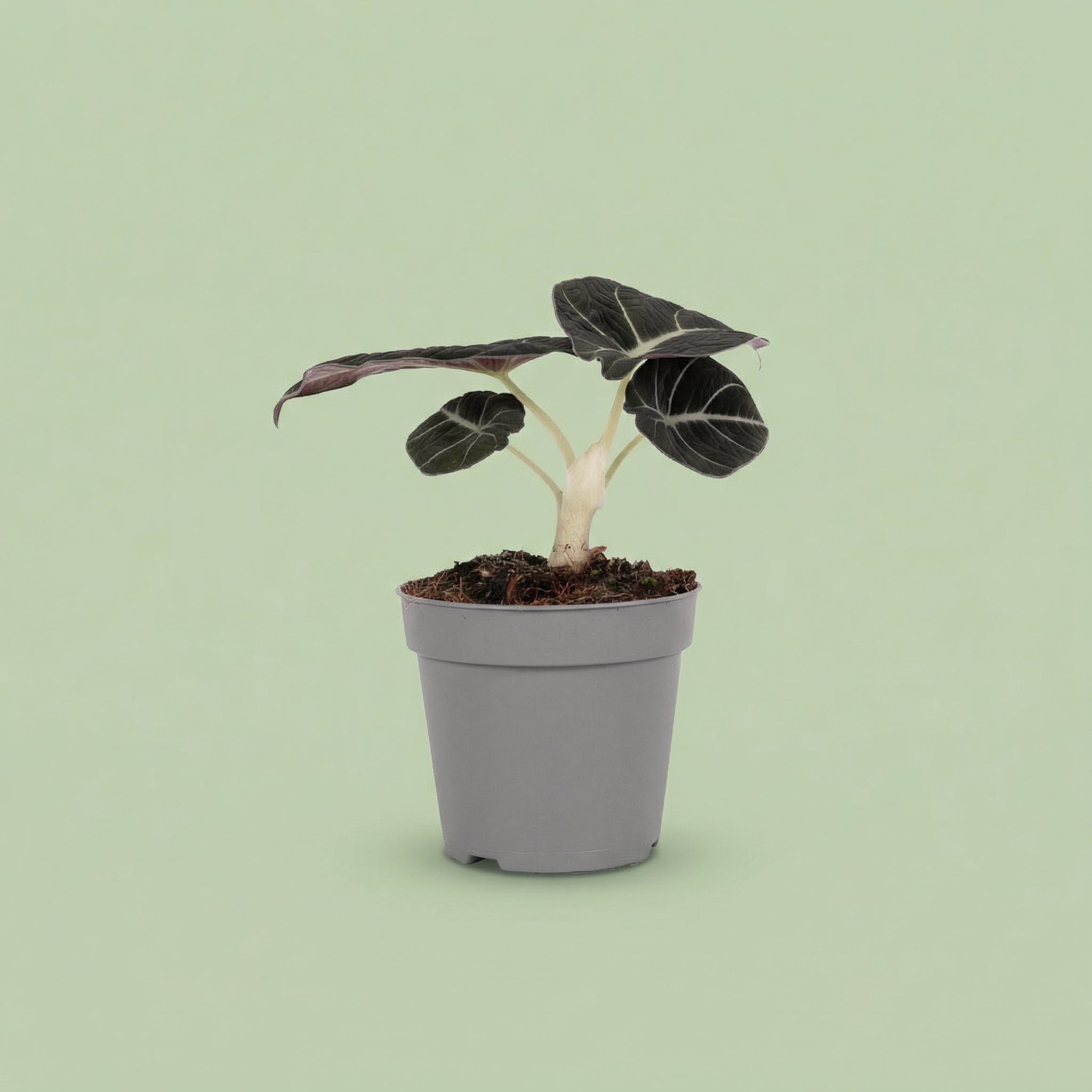 MM-MOS36 2 - plants
