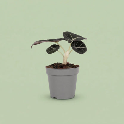 MM-MOS36 2 - plants