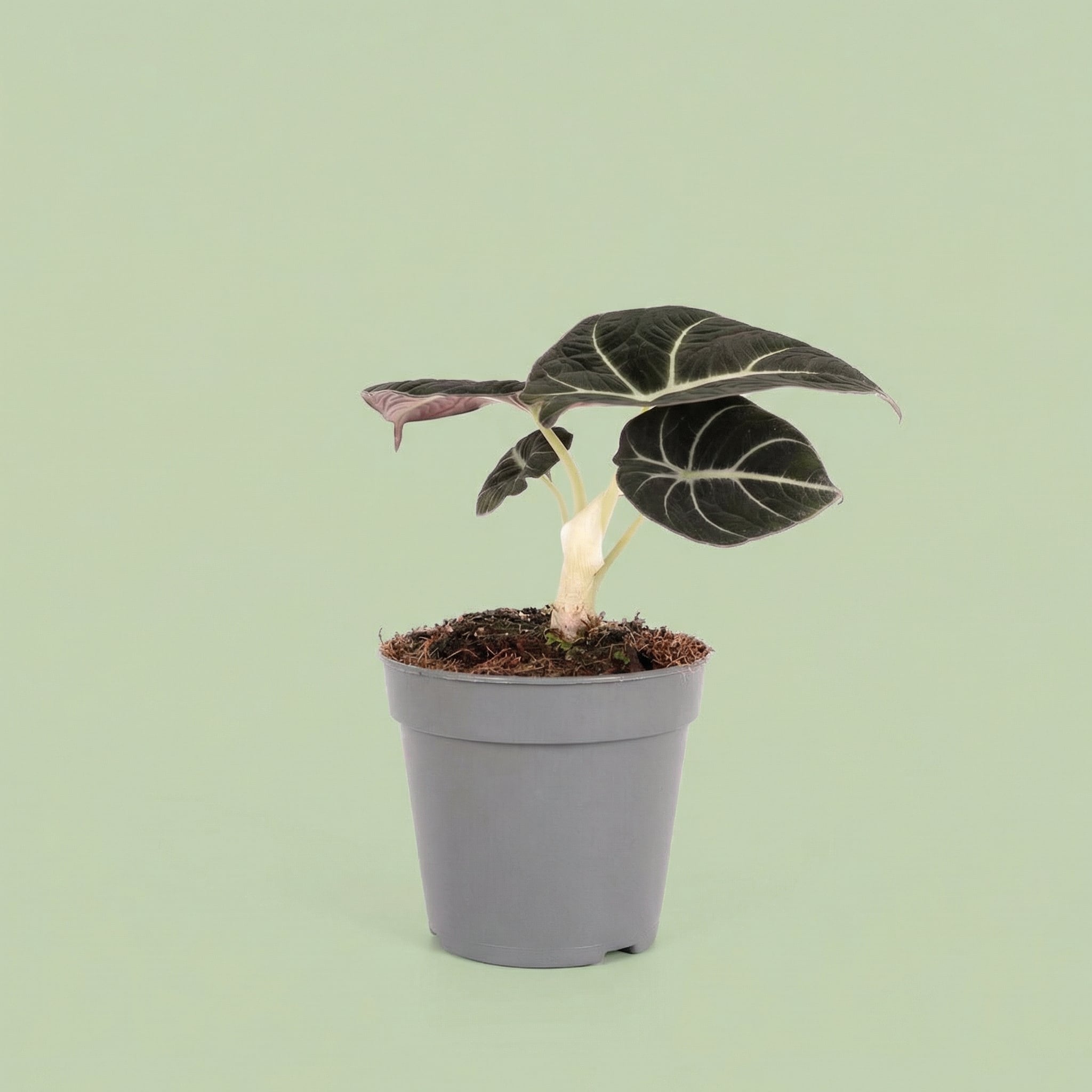 MM-MOS36 4 - plants