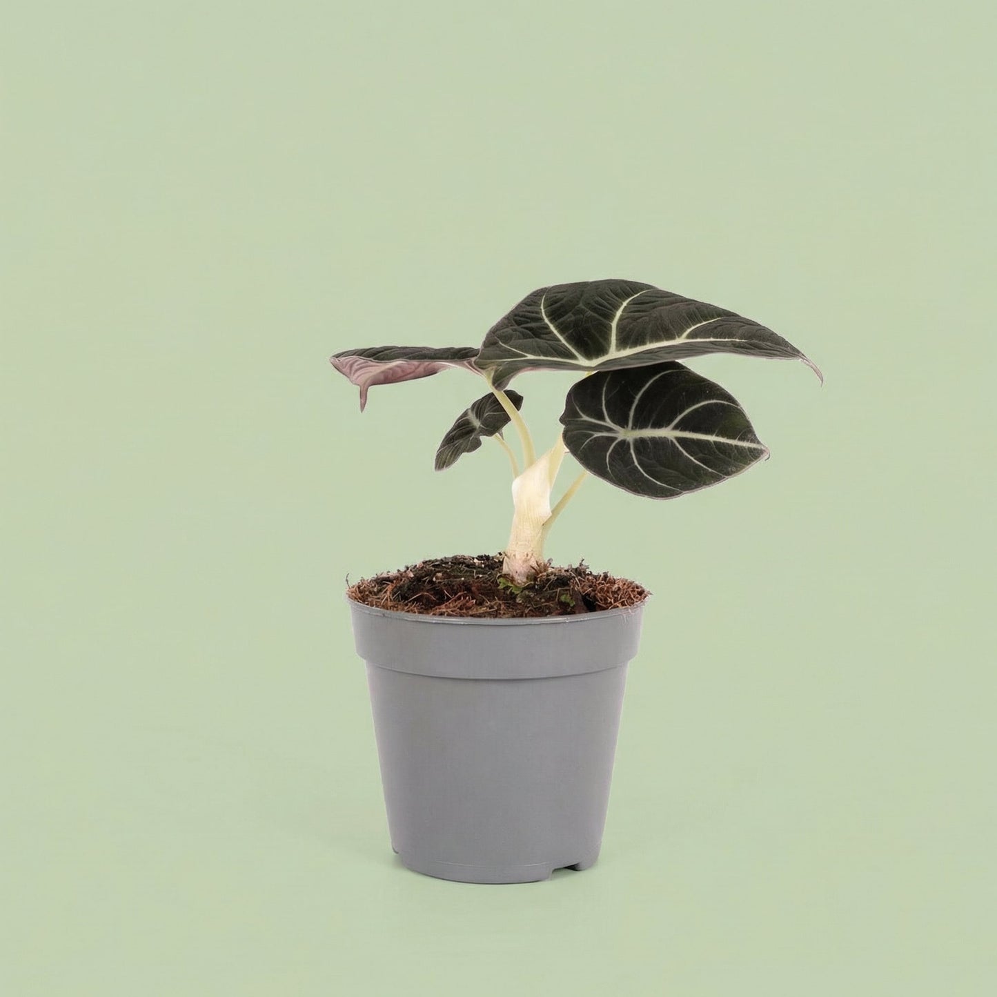MM-MOS36 4 - plants
