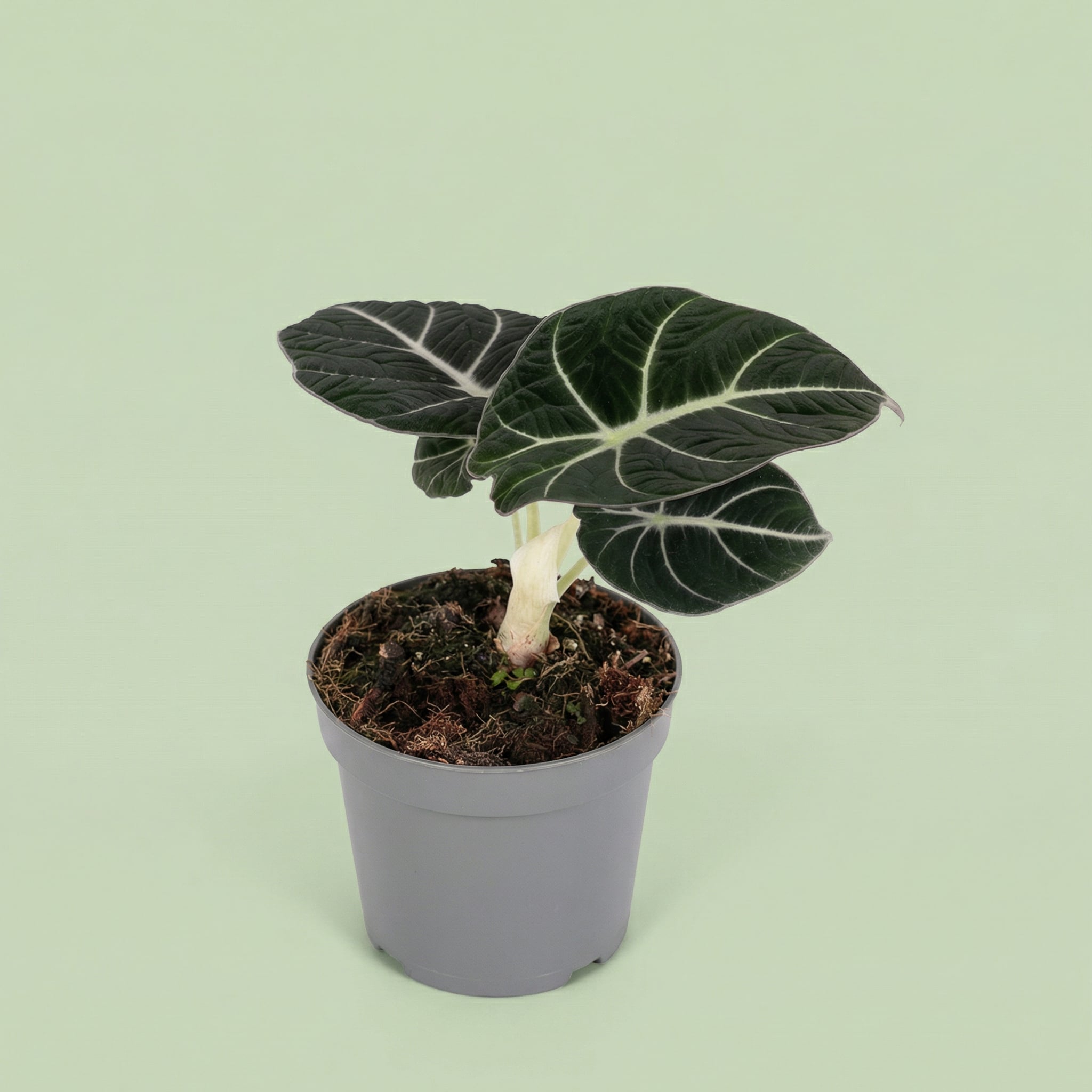 MM-MOS36 5 - plants