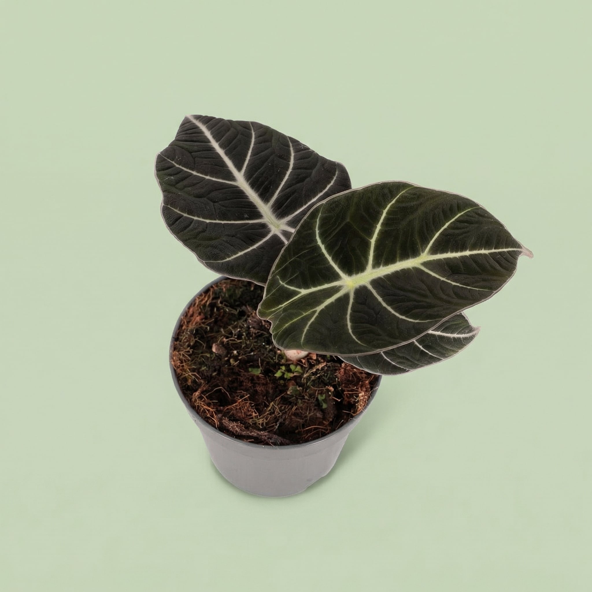 MM-MOS36 6 - plants