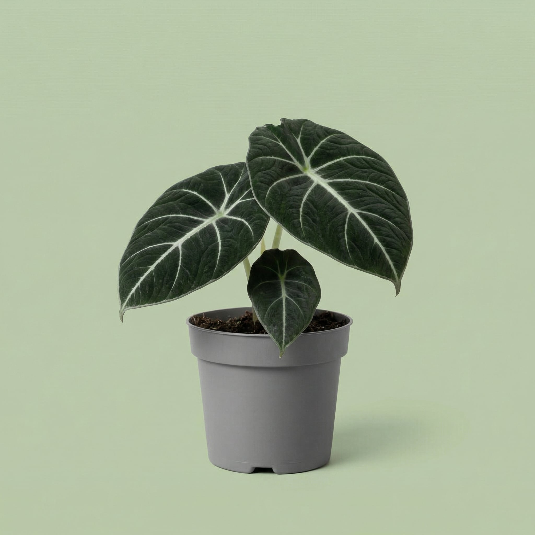 MM-MOS36 7 - plants