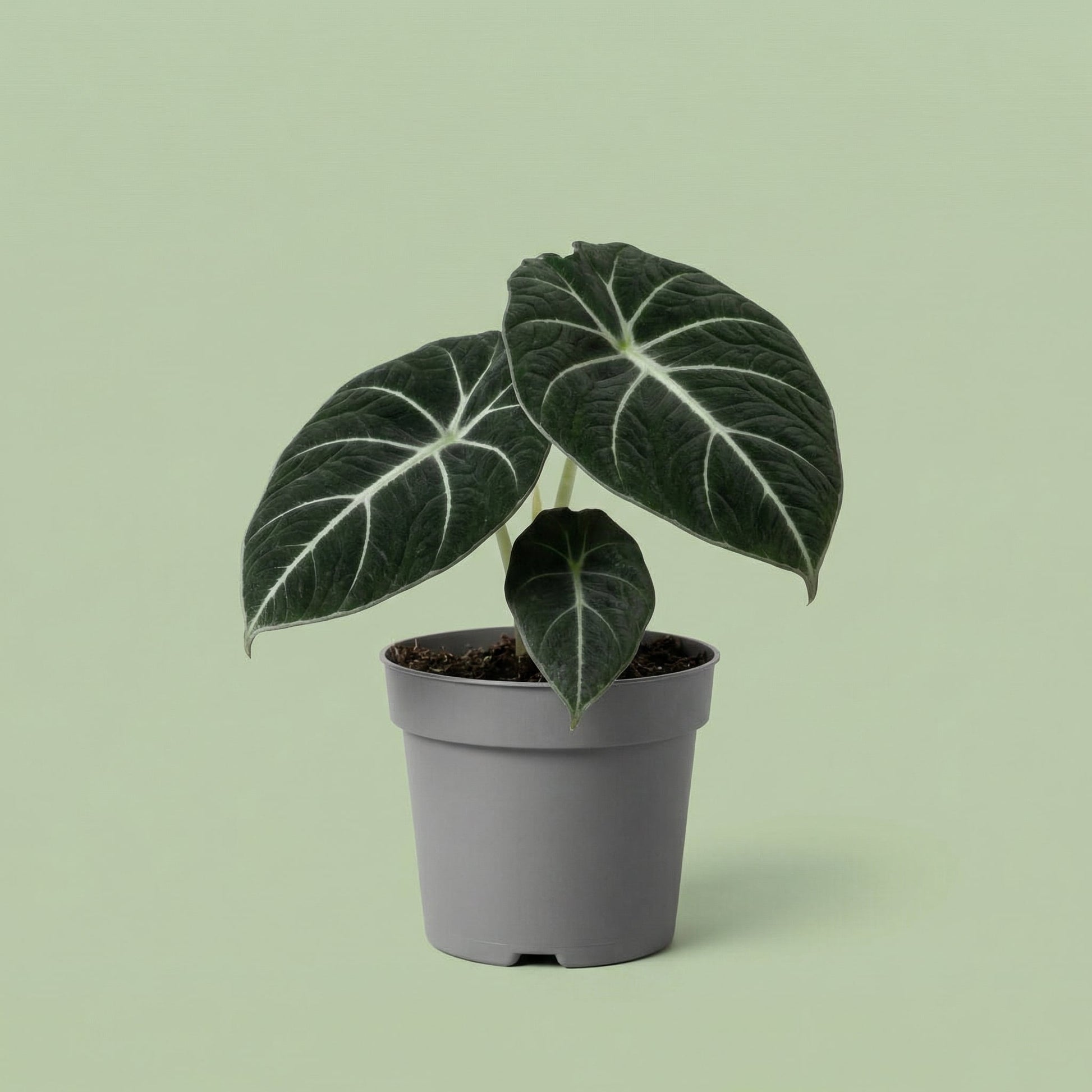 MM-MOS36 7 - plants