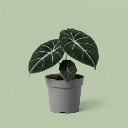 MM-MOS36 7 - plants