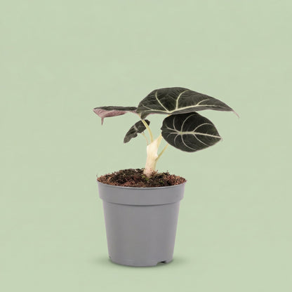 MM-MOS36 - plants