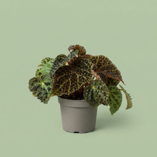 MM-SM127 - plants