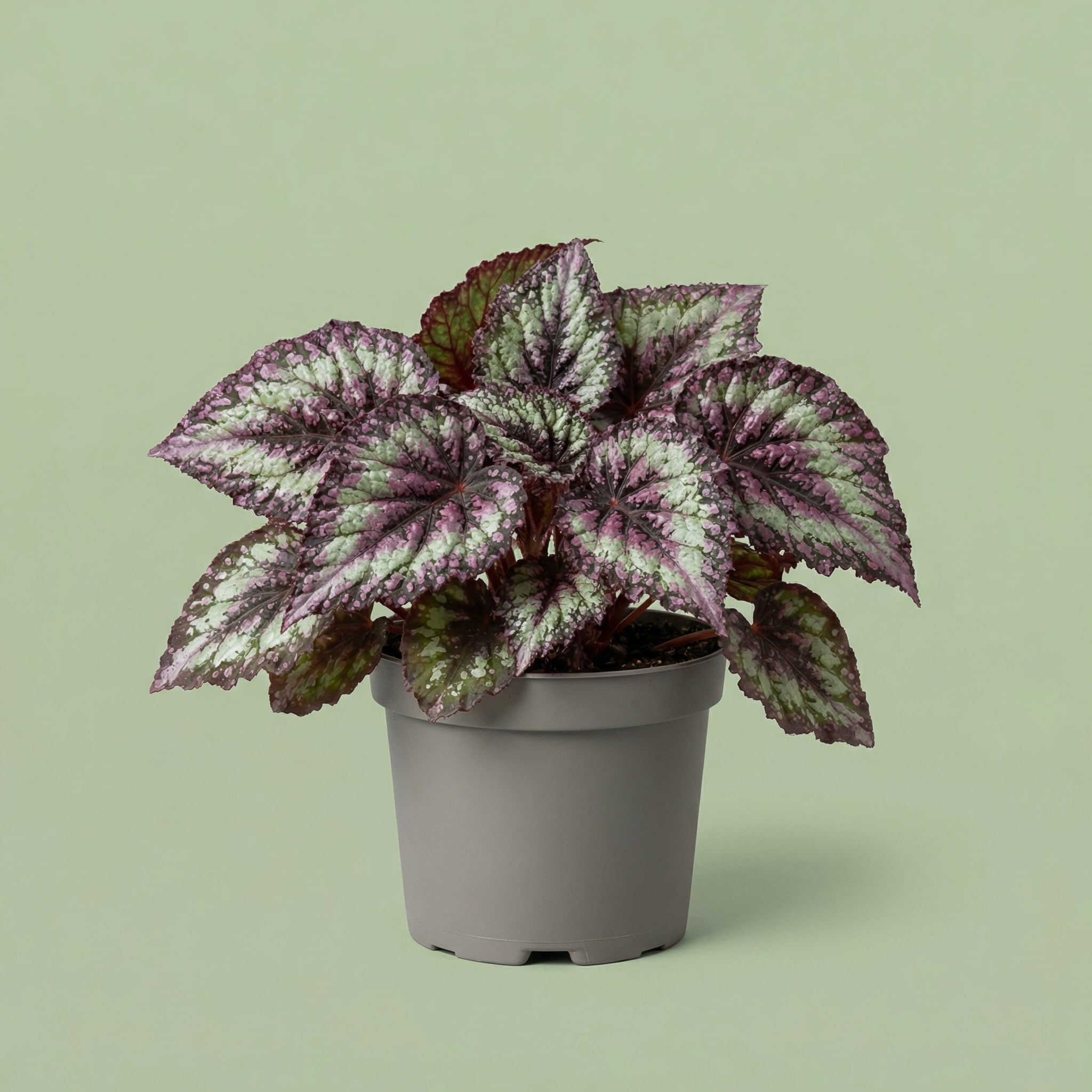 MM-SM129 - plants