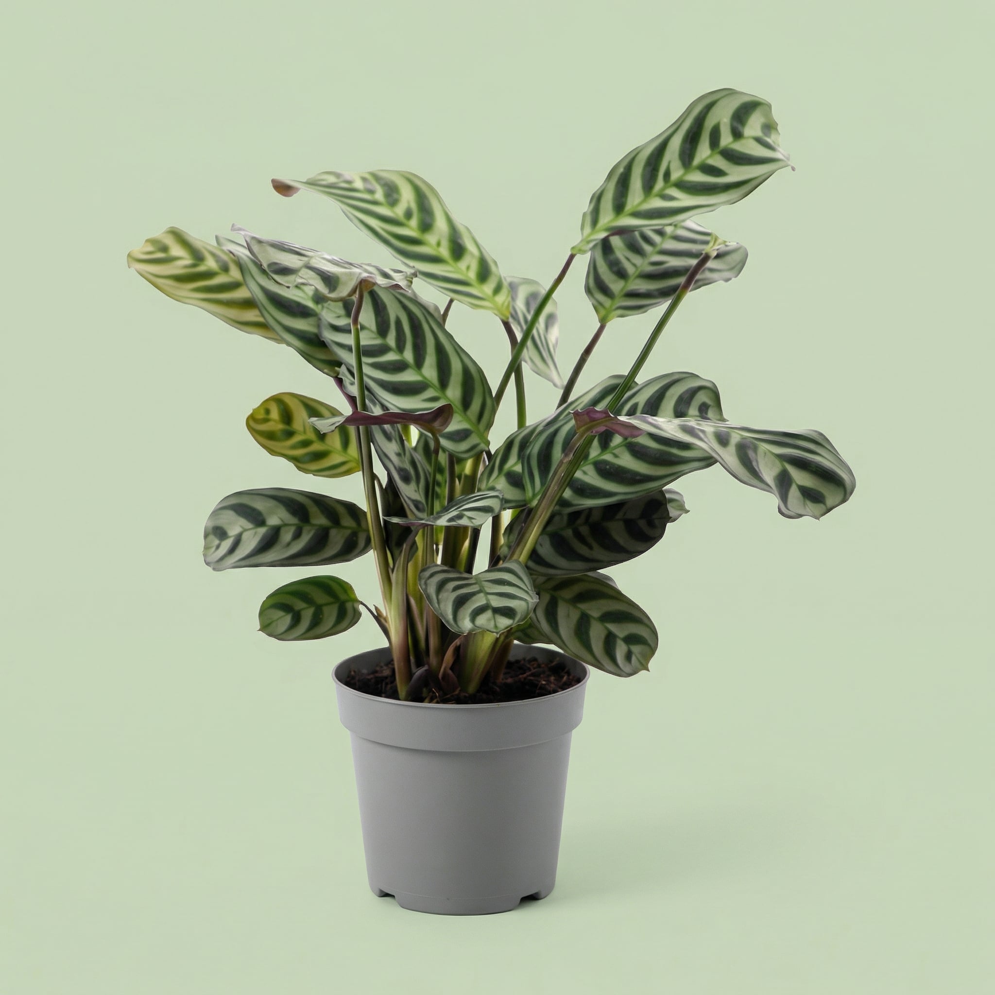 MM-VDEFF4567 - plants