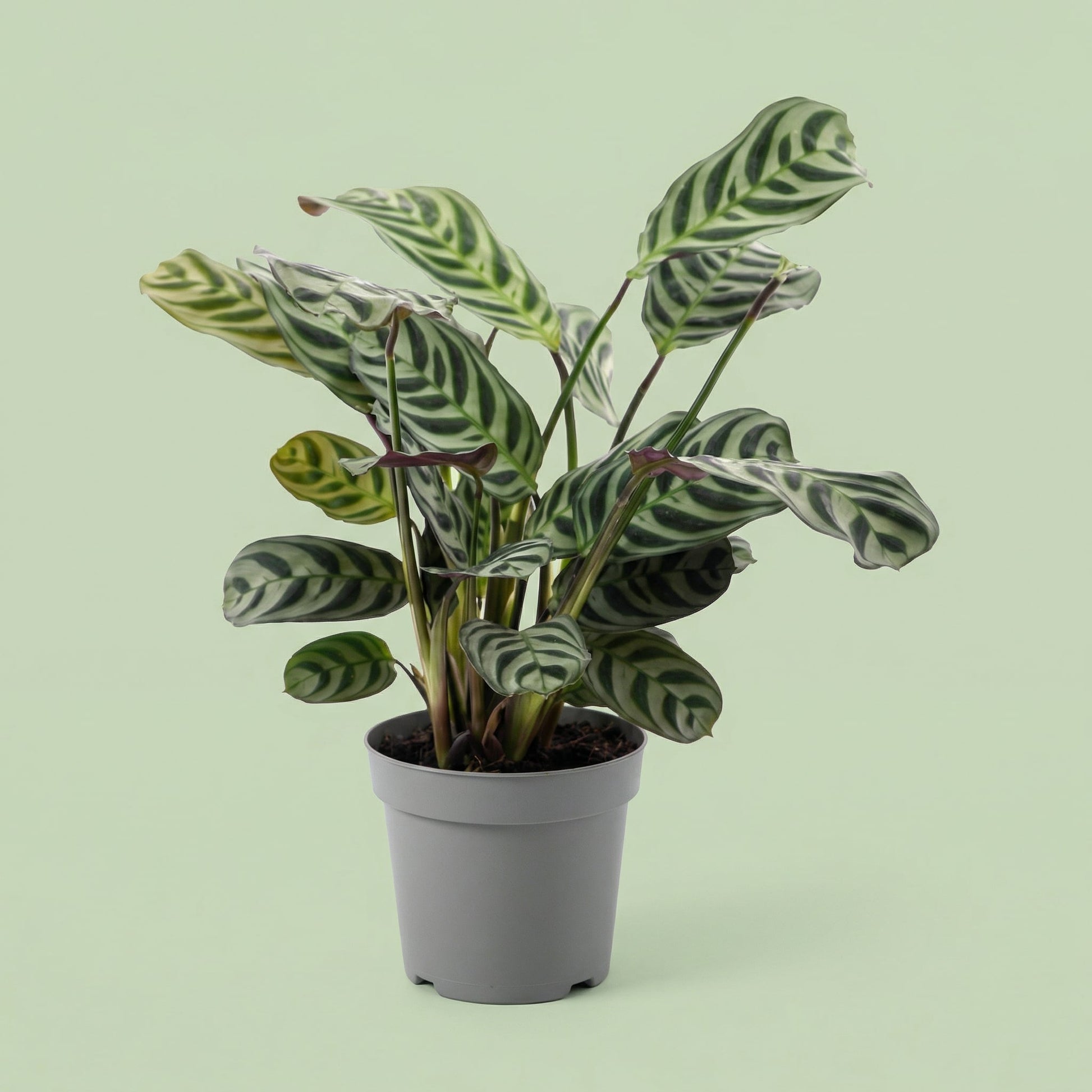MM-VDEFF4567 - plants