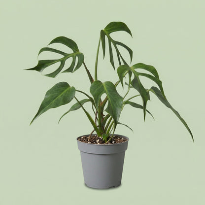 Monstera Burle Marx Flame M - plants