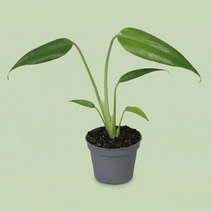 Monstera Burle Marx Flame XS - plants