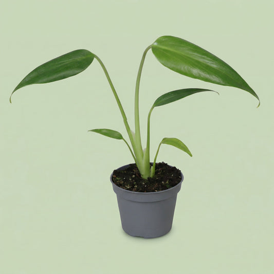 Monstera Burle Marx Flame XS - plants