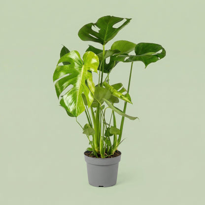 Monstera Deliciosa L - plants