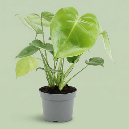 Monstera Deliciosa M - plants