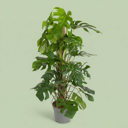 Monstera Deliciosa XL - plants