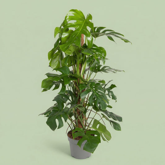 Monstera Deliciosa XL - plants