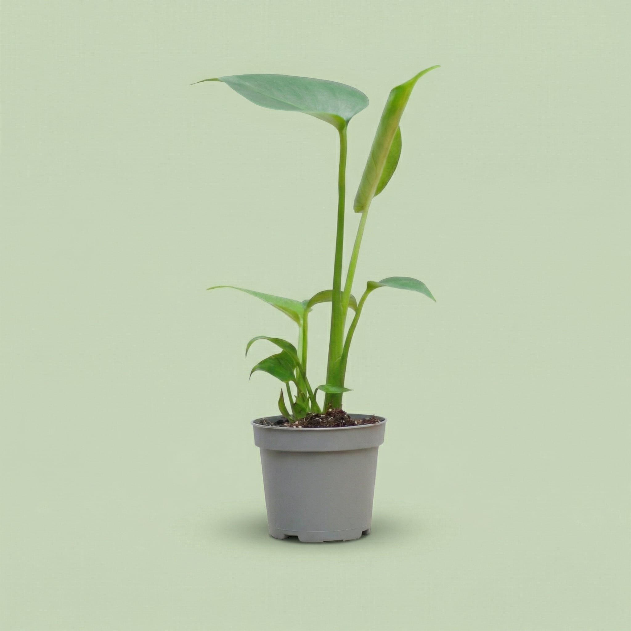 Monstera Deliciosa XS - plants