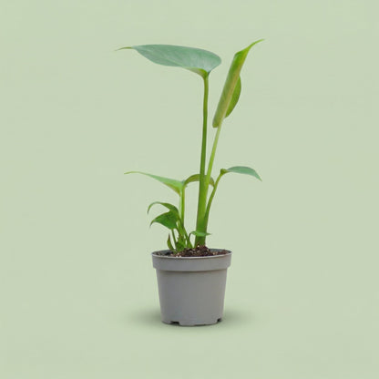 Monstera Deliciosa XS - plants
