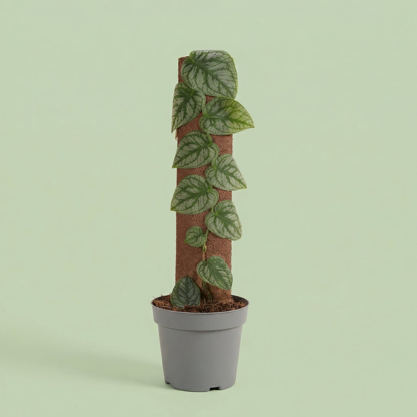 Monstera Dubia M - plants