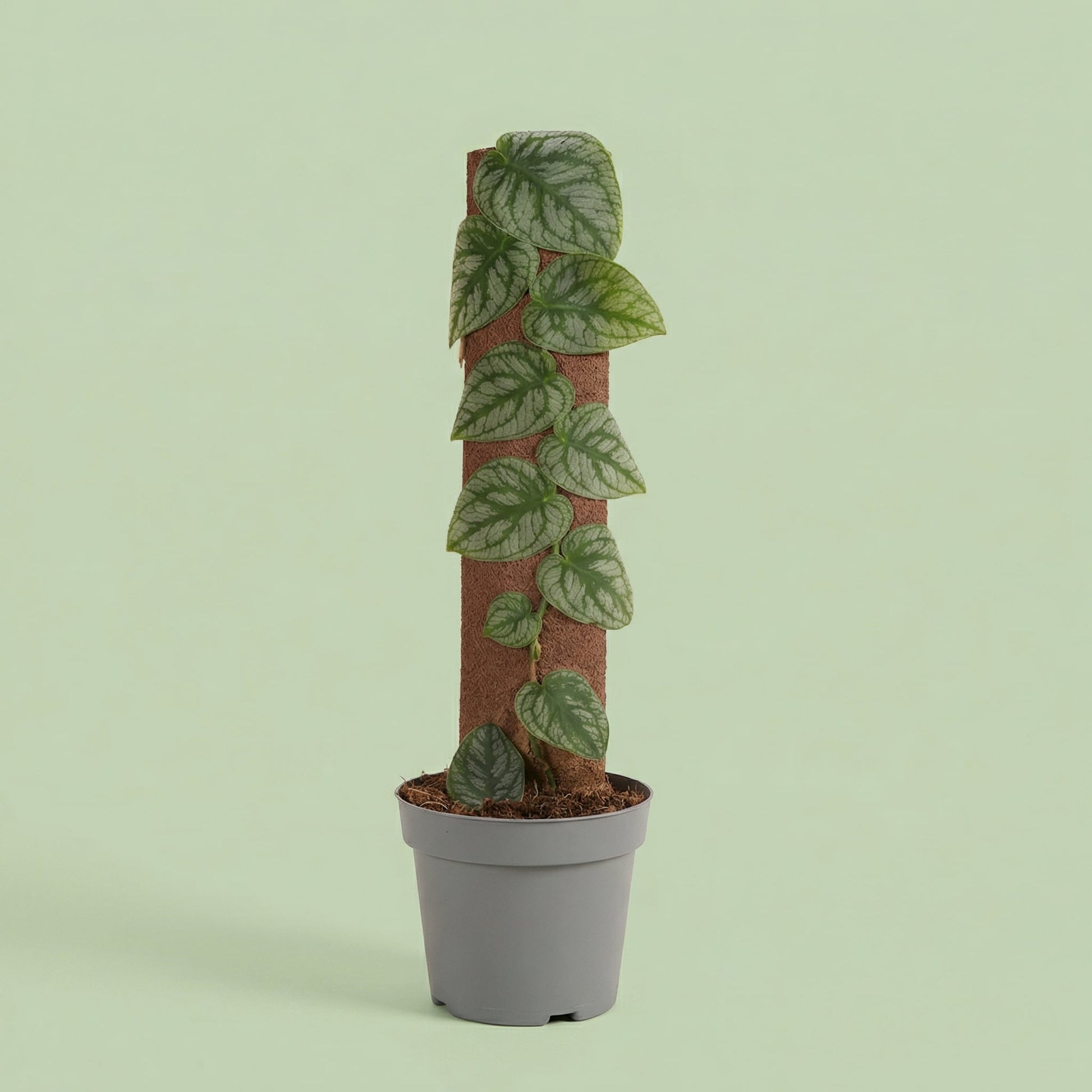 Monstera Dubia M - plants