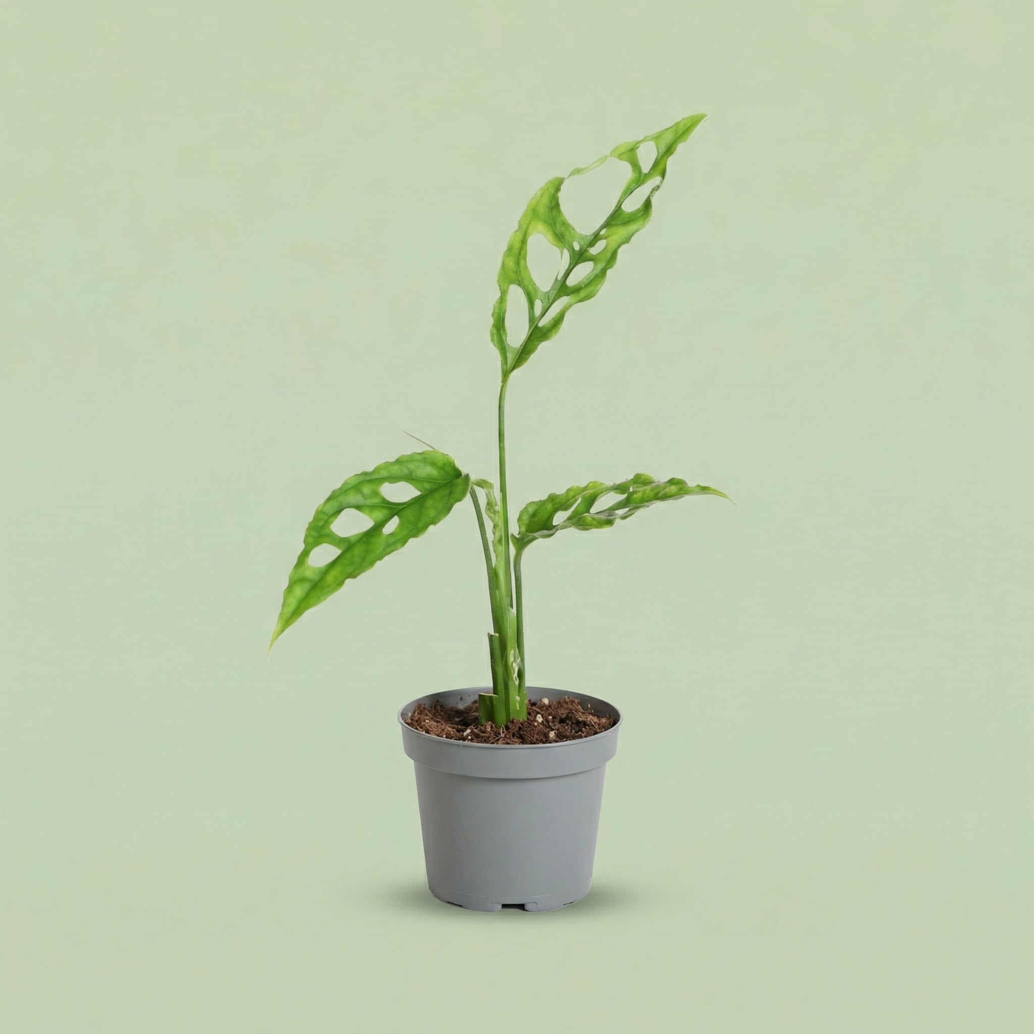 Monstera Obliqua XS - plants